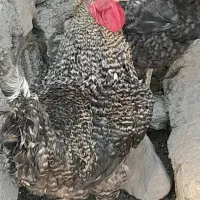 خروس هیکلی و درشت