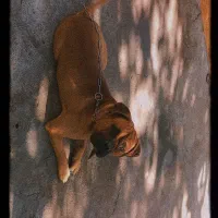 باکسر     ژرمن پیتبول مالینیوز