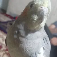 عروس هلندی ماده
