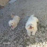 سگ پاکوتا