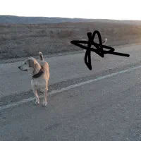 ماده سگ|سگ|آشخانه, |دیوار