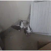 کبوتر فروشی