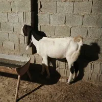 بز افغانی گناوه|حیوانات مزرعه|بندر گناوه, |دیوار