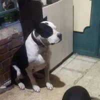 سگ گمشده ،کسی خبر داره اطلاع بده مژدگانی بگیره|حیوانات|خوی, |دیوار