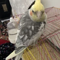 عروس هلندی|پرنده|یزد, |دیوار