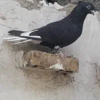 کبوتر|پرنده|شوشتر, |دیوار