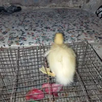 جوجه