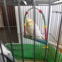 عروس هلندی کوتوله برژیلی|پرنده|ساری, |دیوار