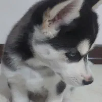 سگ هاسکی|سگ|فولادشهر, فولادشهر|دیوار