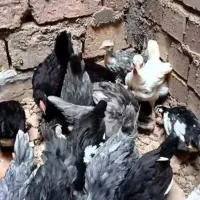 جوجه گلین اصل