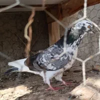 کفتر گره‌|پرنده|تخت, |دیوار