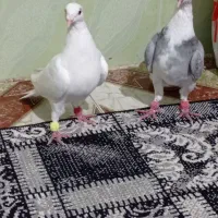 کبوتر سینیه|پرنده|دهدشت, |دیوار