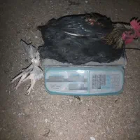 خروس محلی ۸عدد|حیوانات مزرعه|هادی شهر, |دیوار