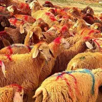 پر گوشت کم دنبه کم چربی گوسفند و خونی
