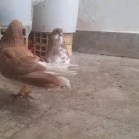 کفتر|پرنده|شیراز, بهارستان|دیوار