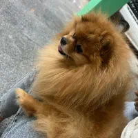 سگ پامرانین عروسکی