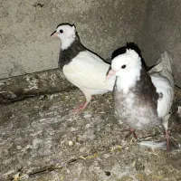 یه جفت جوجه طوقی  وجفت سفید