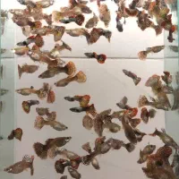 ماهی گوپی زینتی فقط ۱۰ هزار تومن