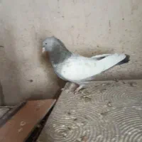 دم سفید|پرنده|شیراز, شهرک صنعتی شیراز|دیوار