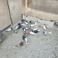 نروماده قاطی جفتی پشتی|پرنده|شیراز, شهرک پردیس|دیوار