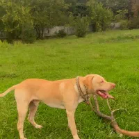 نژاد پیت روتیر