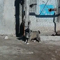 واگذاری توله ماده