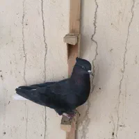 تعدادی ماده درجه یک