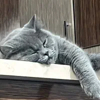 اسکاتیش نر