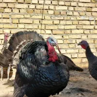 بوقلمون نر و ماده