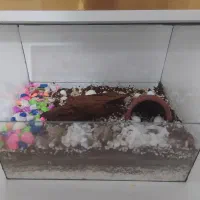 فروش تراریوم زیبا