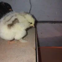 جوجه و تخم نطفه دار|حیوانات مزرعه|قزوین, |دیوار