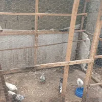 کبوتر پرشی ب شرط