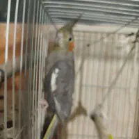 مرغ عشق عروس هلندی فنچ کبوتر|پرنده|مشهد, چاهشک|دیوار