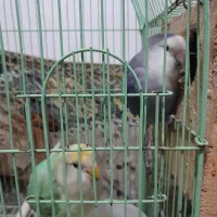 کوتوله نر و ماده