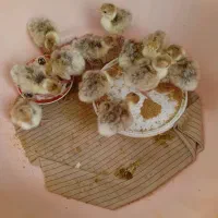 جوجه بوقلمون بوربون آلمانی