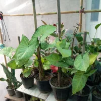 فروش گلهای آپارتمانی.حراجج