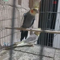 عروس هلندی نر