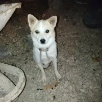 فیروزآباد|سگ|فیروزآباد (فارس), |دیوار