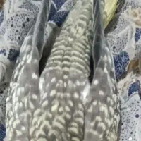 عروس هلندی گم شده