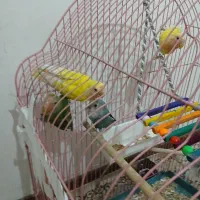 جفت برزیلی با یه نر سبز