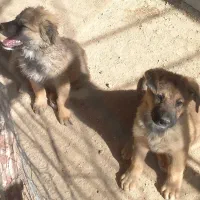 سگ ژرمن|سگ|کازرون, |دیوار