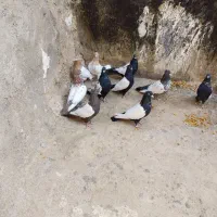 کفتر|پرنده|بجنورد, |دیوار