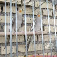 فروش عروس هلندی ماده