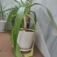 فروش گل|گل و گیاه طبیعی|یزد, |دیوار