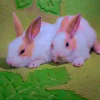 خرگوش مینیاتوری|موش و خرگوش|تهران, افسریه جنوبی|دیوار