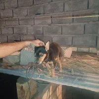 سگ پا کوتاه