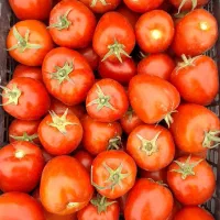 گوجه