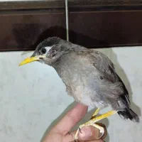 مینا|پرنده|کرمان, |دیوار
