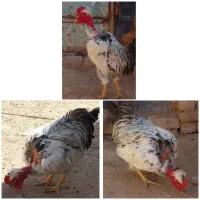 خروس‌گردن‌لخت