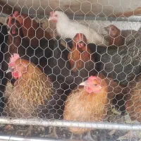 خروس و مرغ محلی و ایام سمانی|حیوانات مزرعه|طرقبه, |دیوار